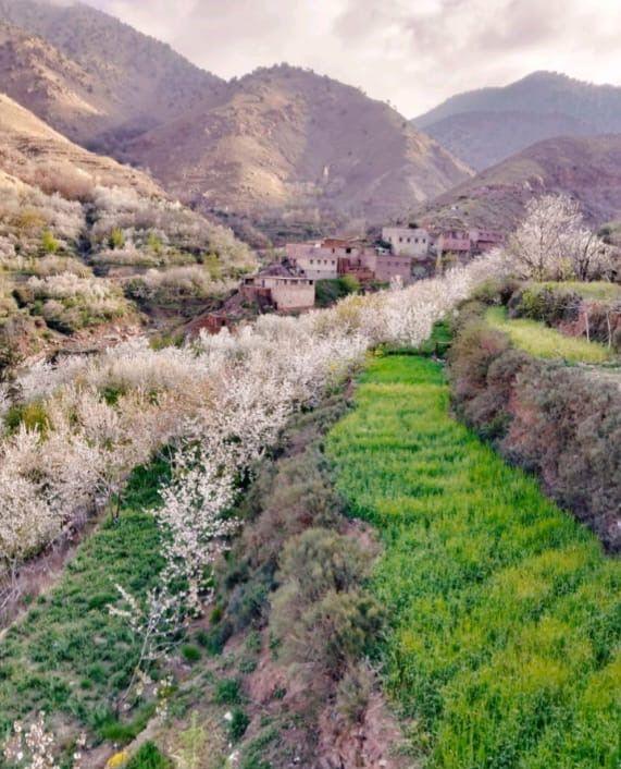 White blossom on terraced fields above a small High Atlas village
